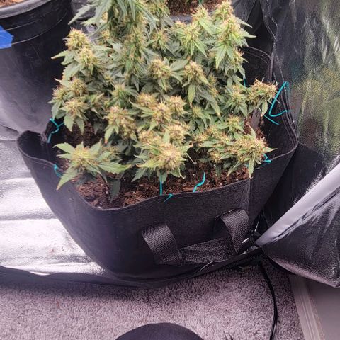 Chocolate mints og auto growlog timeline photo