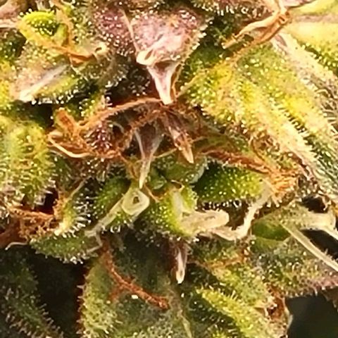 Chocolate mints og auto growlog timeline photo
