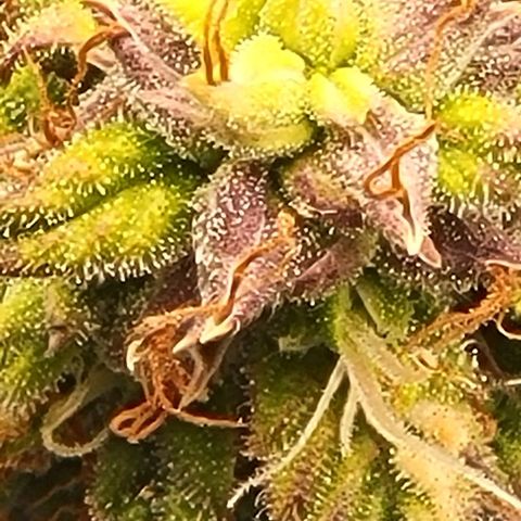 Chocolate mints og auto growlog timeline photo