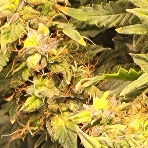 Chocolate mints og auto growlog timeline photo