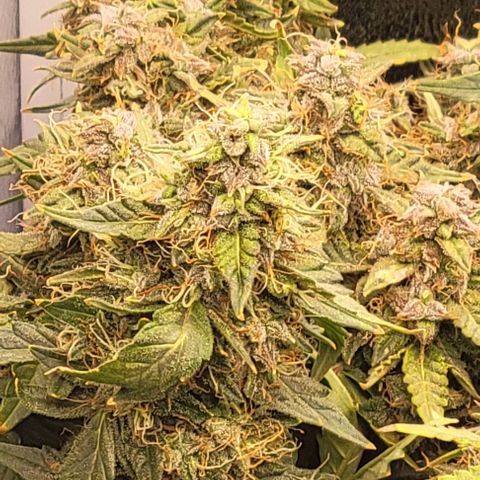 Chocolate mints og auto growlog timeline photo
