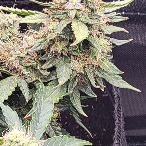 Chocolate mints og auto growlog timeline photo