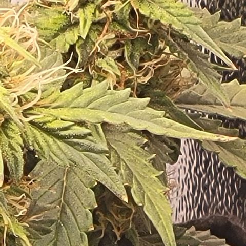 Chocolate mints og auto growlog timeline photo