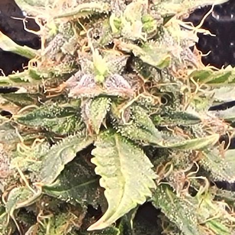 Chocolate mints og auto growlog timeline photo