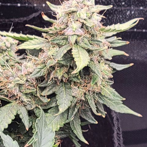 Chocolate mints og auto growlog timeline photo