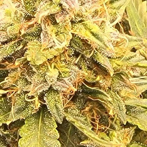Chocolate mints og auto growlog timeline photo