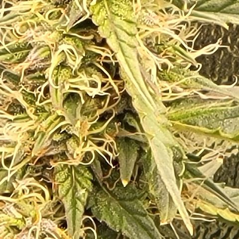 Chocolate mints og auto growlog timeline photo