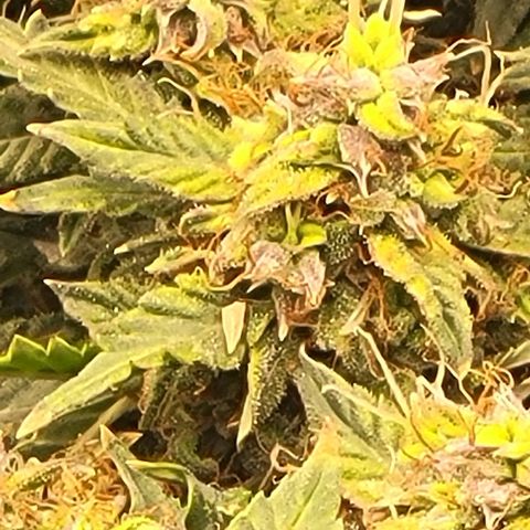 Chocolate mints og auto growlog timeline photo