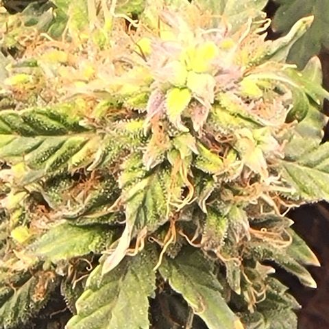 Chocolate mints og auto growlog timeline photo