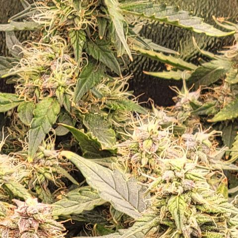 Chocolate mints og auto growlog photo: Choco and Doro 
