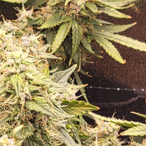 Chocolate mints og auto growlog photo: Choco and Doro 