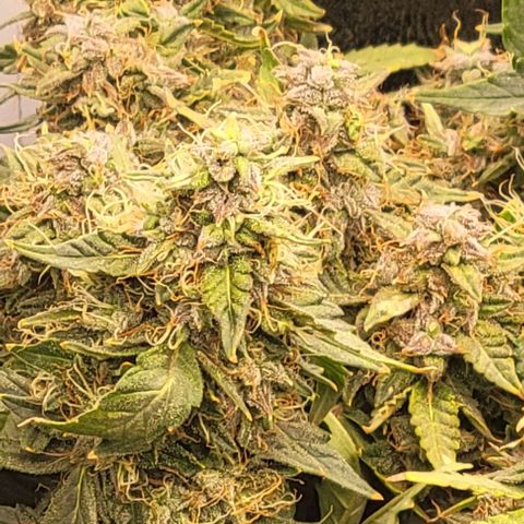 Chocolate mints og auto growlog photo: Choco and Doro 