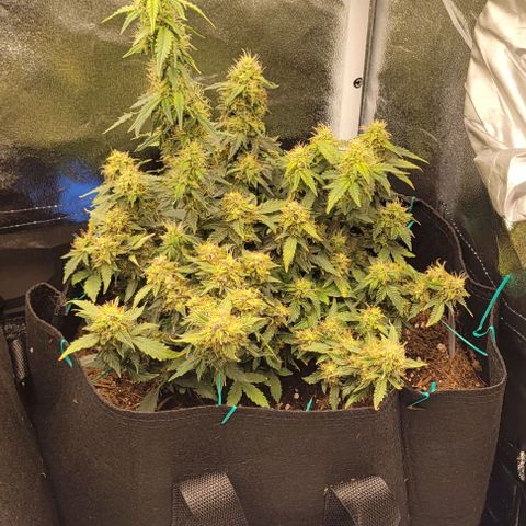 Chocolate mints og auto growlog photo: Choco and Doro 