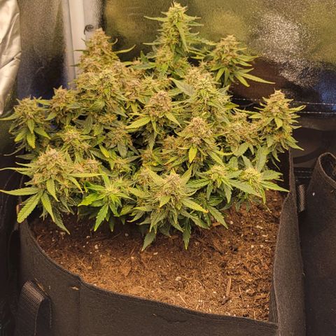 Chocolate mints og auto growlog photo: Choco and Doro 