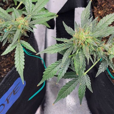 Chocolate mints og auto growlog timeline photo