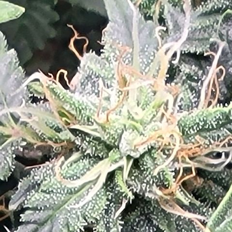 Chocolate mints og auto growlog timeline photo