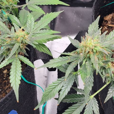 Chocolate mints og auto growlog timeline photo