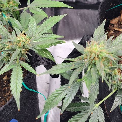 Chocolate mints og auto growlog timeline photo