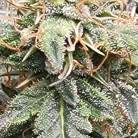 Chocolate mints og auto growlog timeline photo