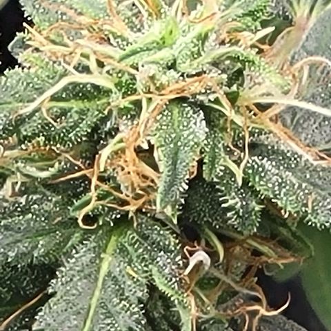 Chocolate mints og auto growlog timeline photo