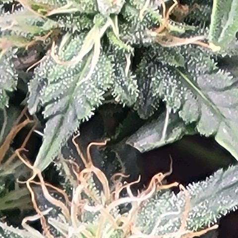Chocolate mints og auto growlog timeline photo