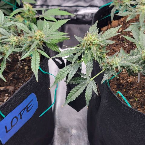 Chocolate mints og auto growlog timeline photo