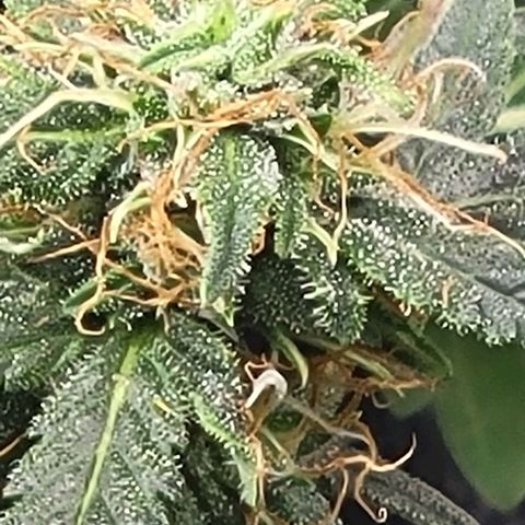Chocolate mints og auto growlog timeline photo