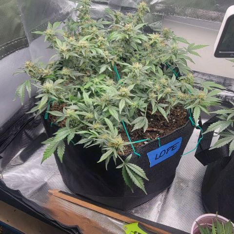 Chocolate mints og auto growlog timeline photo