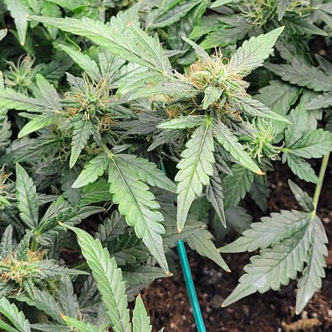 Chocolate mints og auto growlog timeline photo