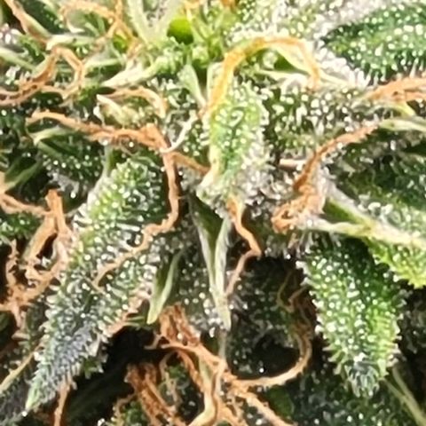 Chocolate mints og auto growlog timeline photo