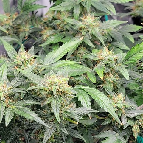 Chocolate mints og auto growlog timeline photo