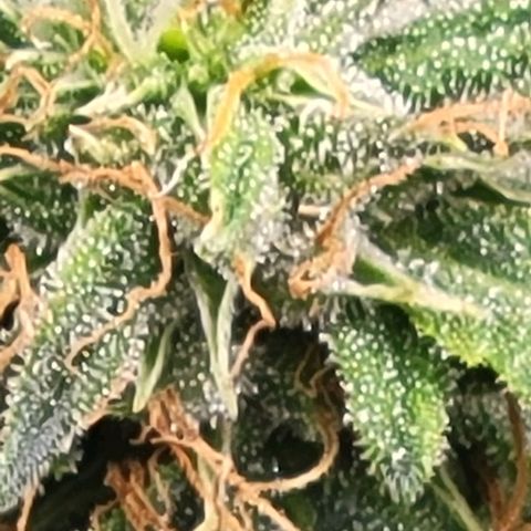 Chocolate mints og auto growlog timeline photo