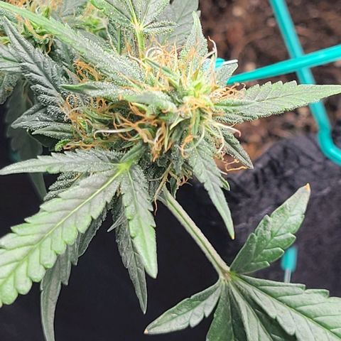 Chocolate mints og auto growlog timeline photo