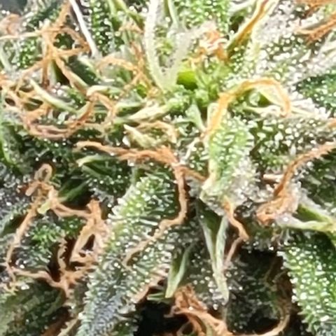 Chocolate mints og auto growlog timeline photo
