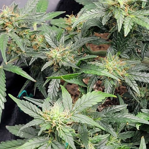 Chocolate mints og auto growlog timeline photo