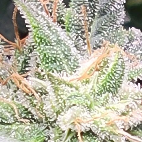 Chocolate mints og auto growlog timeline photo