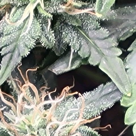 Chocolate mints og auto growlog timeline photo