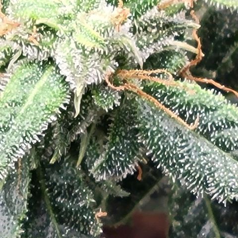 Chocolate mints og auto growlog timeline photo