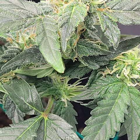Chocolate mints og auto growlog timeline photo