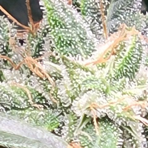 Chocolate mints og auto growlog timeline photo