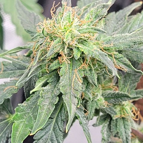 Chocolate mints og auto growlog timeline photo