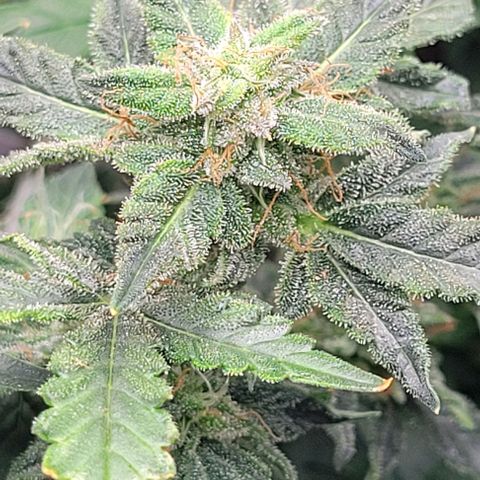 Chocolate mints og auto growlog timeline photo