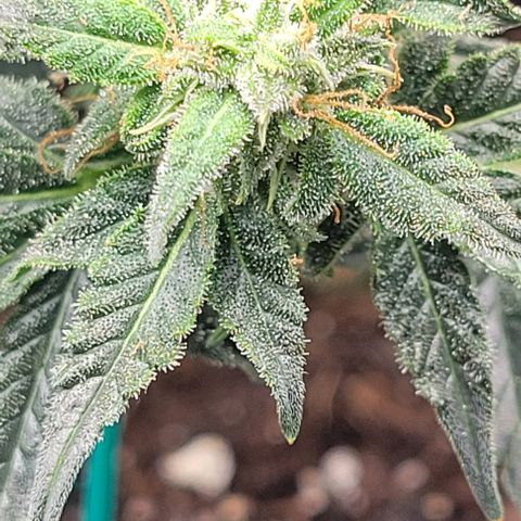 Chocolate mints og auto growlog timeline photo
