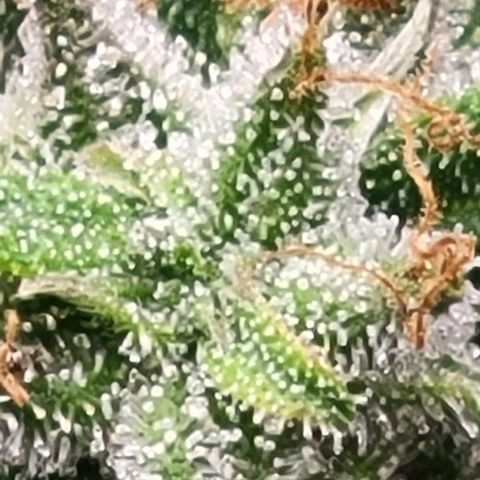 Chocolate mints og auto growlog timeline photo