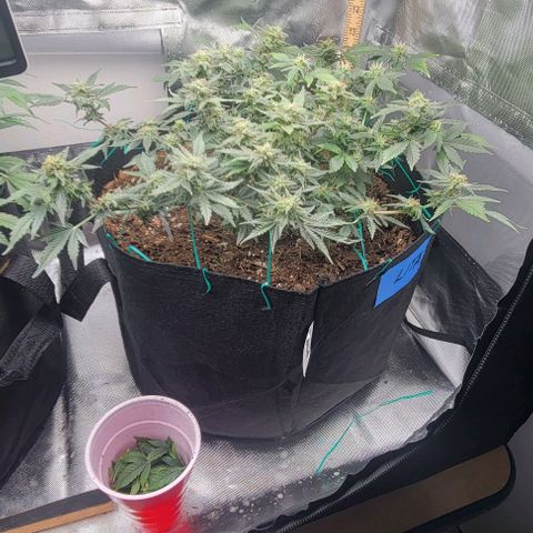 Chocolate mints og auto growlog timeline photo