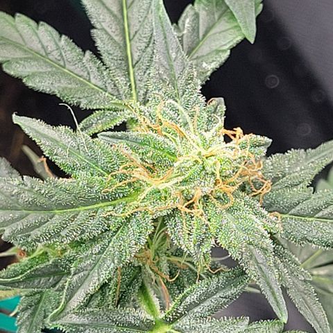 Chocolate mints og auto growlog timeline photo