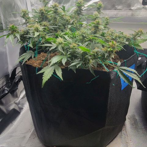 Chocolate mints og auto growlog photo: Lita and lope