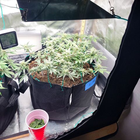 Chocolate mints og auto growlog photo: Lita and lope