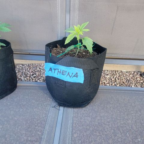 GREAT UNKNOWN  growlog timeline photo