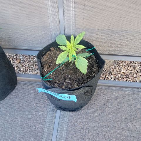 GREAT UNKNOWN  growlog timeline photo